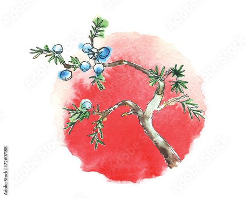 Branch of juniper tree and sun, vector
