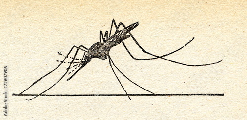 Fotografija Mosquito Anopheles claviger