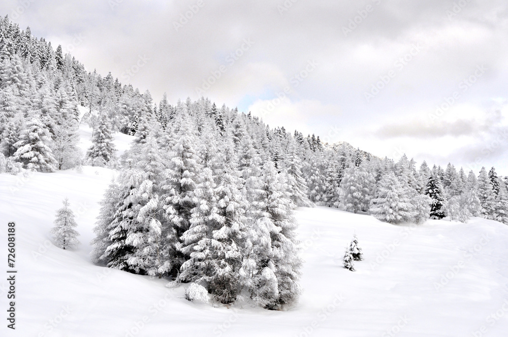 Naklejka premium Winter forest