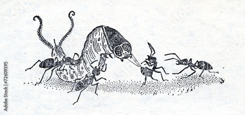 Fotografie Ants attacking caterpillar