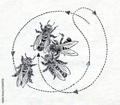 The Round Dance of bee