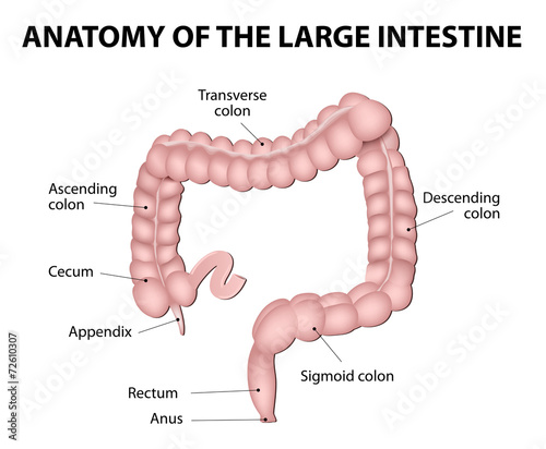 Human Anatomy. Large Intestine photo
