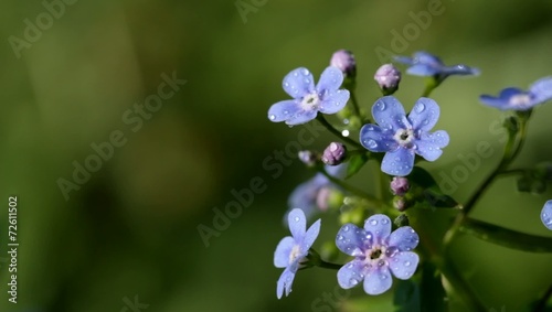 Wallpaper Mural Цветок фиолетовый Torontodigital.ca