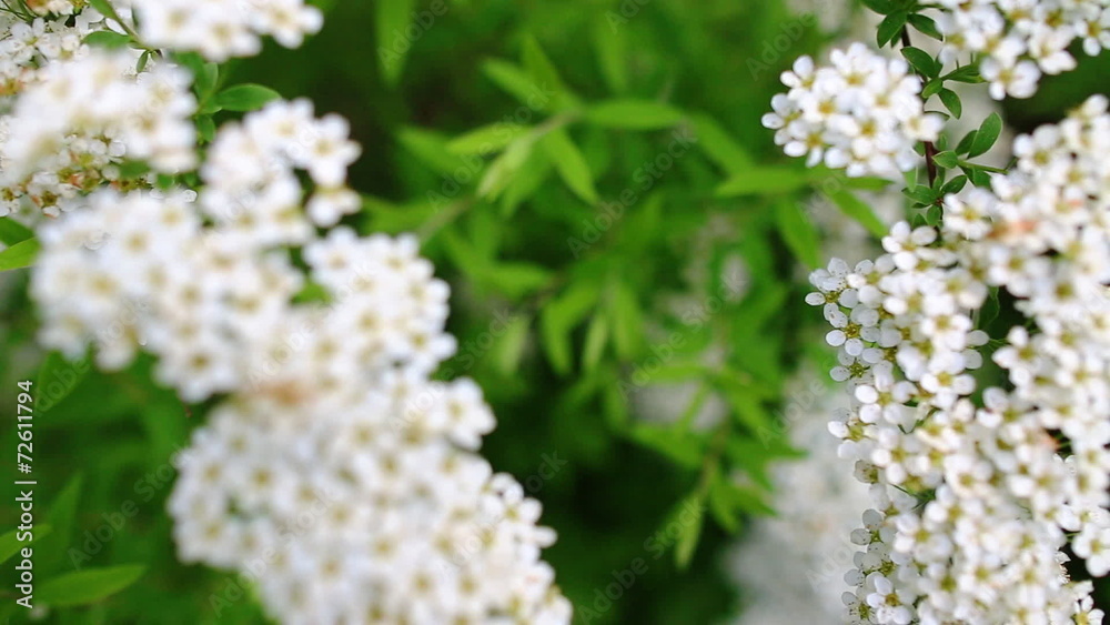 blooming garden blooming garden