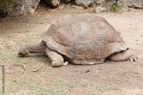 vieille tortue géante d'Aldabra centenaire