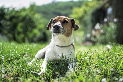 Jack Russel