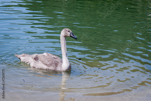 Jeune cygne gris