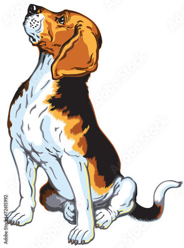 sitting beagle