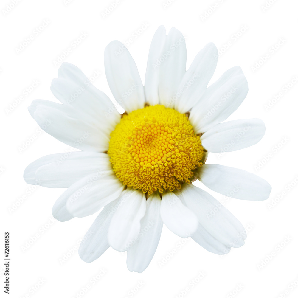 Fototapeta premium Beautiful flower daisy