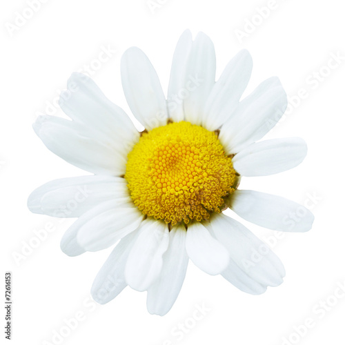 Beautiful flower daisy