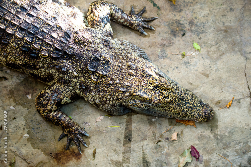 Obraz premium crocodile