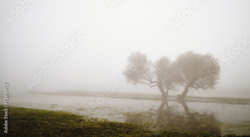 Tree in the fog