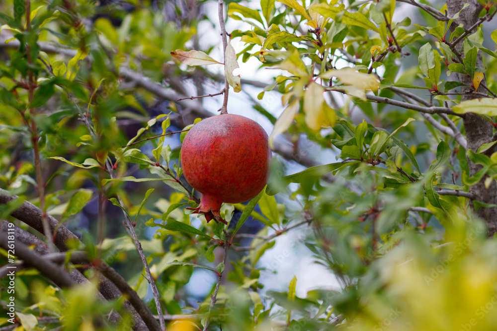 Last ripe pomegranate on a tree