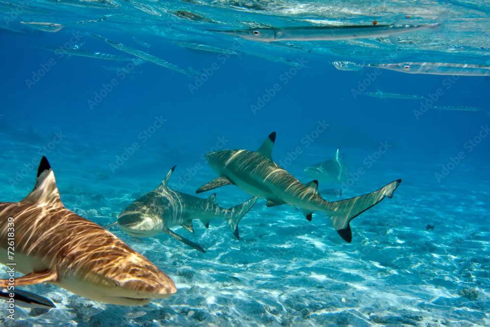 Fototapeta premium Sharks over a coral reef at ocean