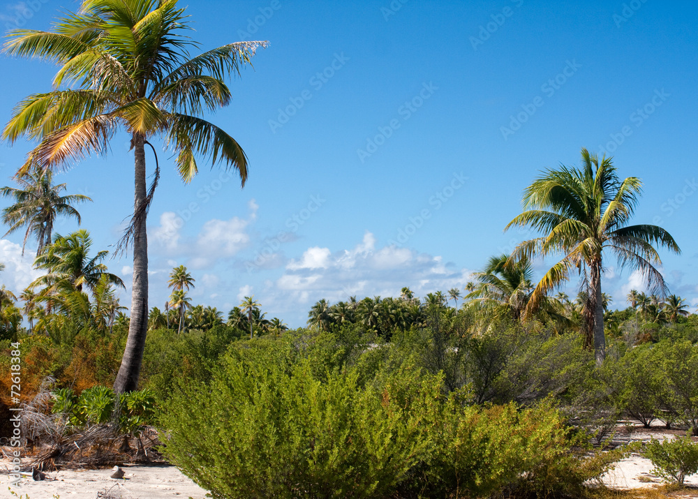 Morning on the tropical island