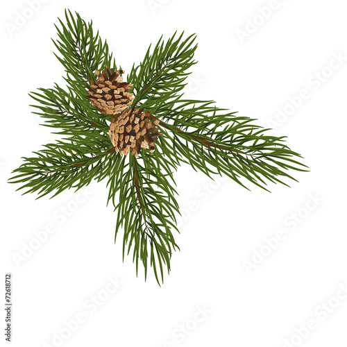 isolated green fir branch with two cones on a white background