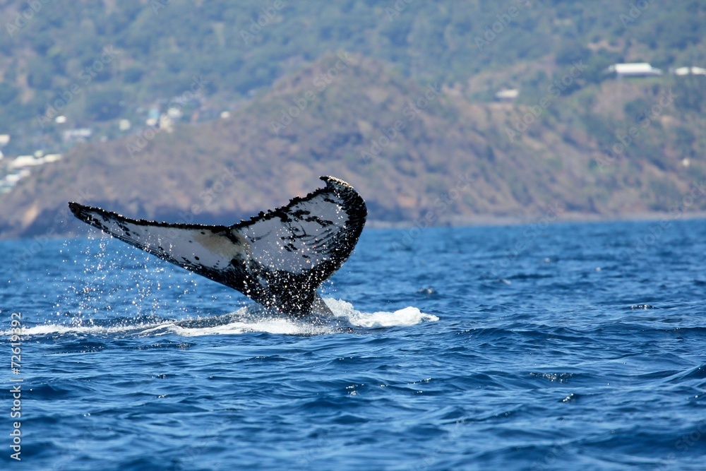 Obraz premium Magnifique queue de baleine