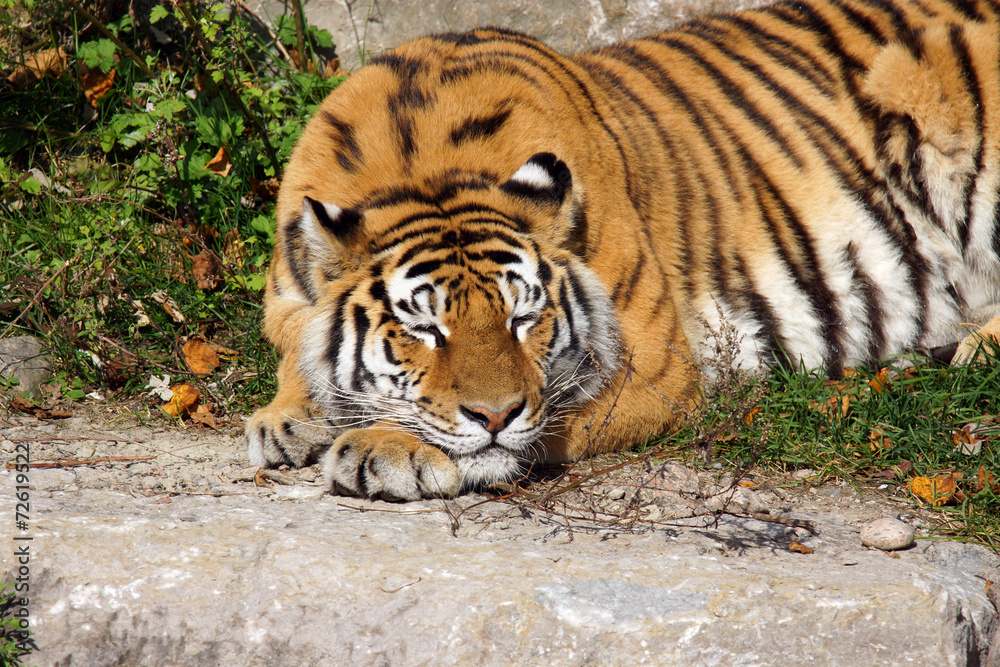 Big tiger cat sleeping
