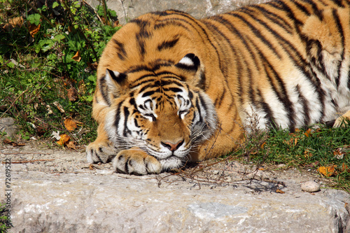Big tiger cat sleeping