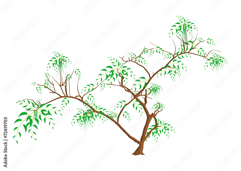Autumn Leaves Tree Background Autumn Leaves Tree Background