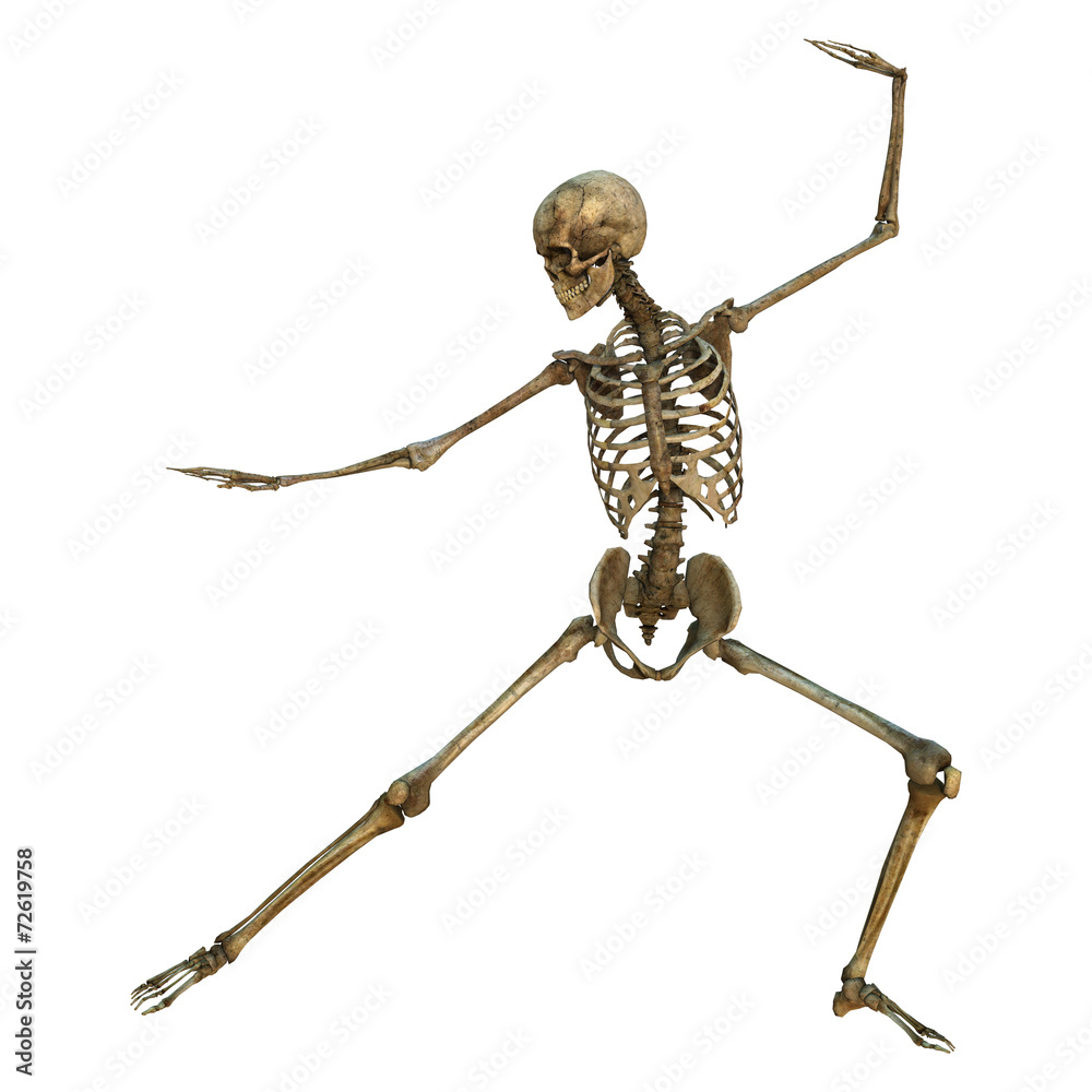 Human Skeleton Human Skeleton