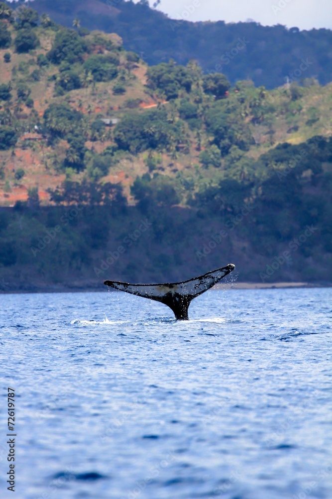 Fototapeta premium Caudale levée