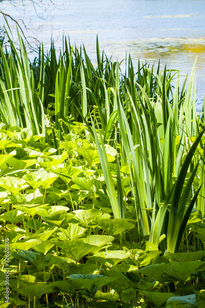 Obraz premium Typha latifolia, bulrush in the lake