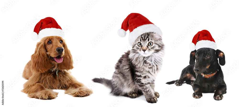 Cute pets in Santa hat isolated on white Cute pets in Santa hat isolated on white