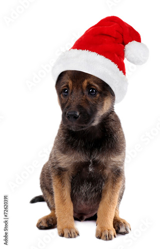Funny puppy in Santa Claus hat isolated on white © Africa Studio
