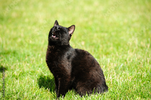 black cat on green grass