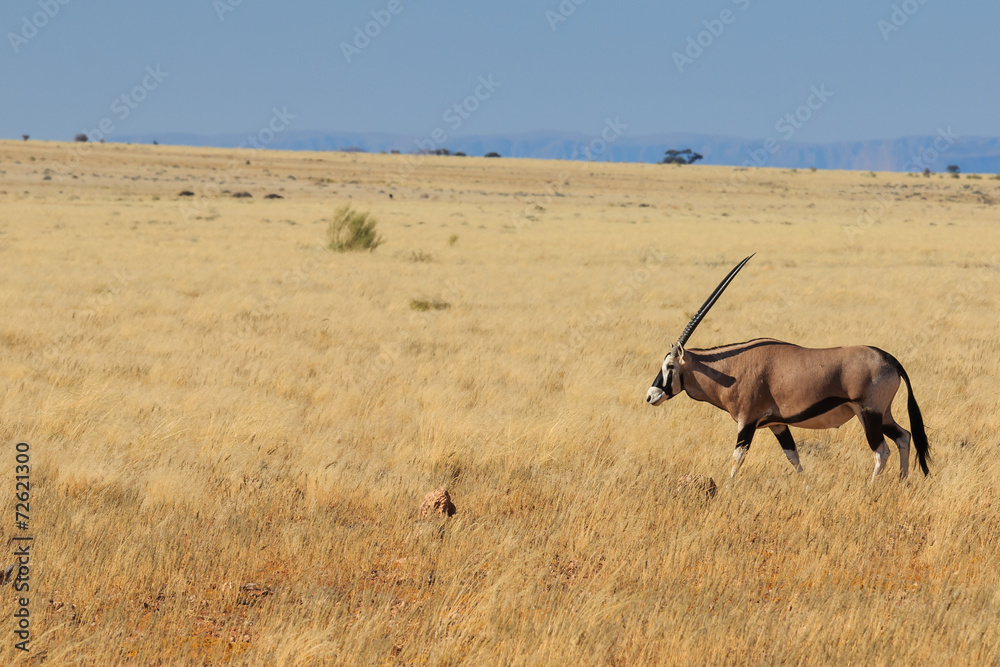 Fototapeta premium Gemsbok or gemsbuck oryx walking in Namib Desert