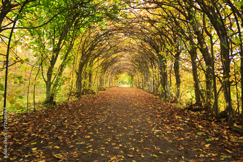 Nice pathway in Autumn colors - obrazy, fototapety, plakaty 