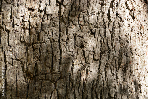 detalle de la corteza de un arbol