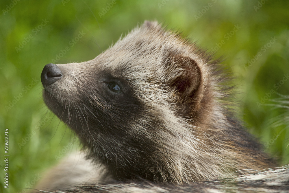 Fototapeta premium Wasbeerhond snuffelt.