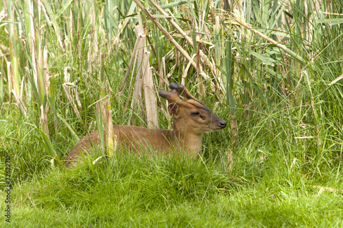 Reeves's muntjac in a bush.