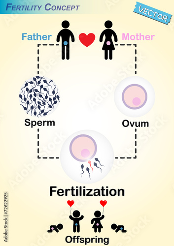 Human Fertilization Diagram(Man produce sperm,Woman produce ovum