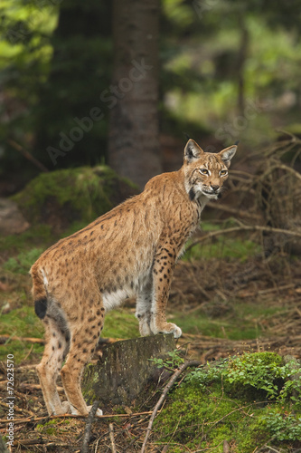 European Lynx © Ana Gram