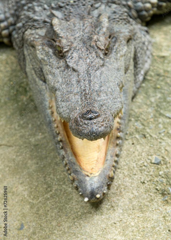 Obraz premium Alligator