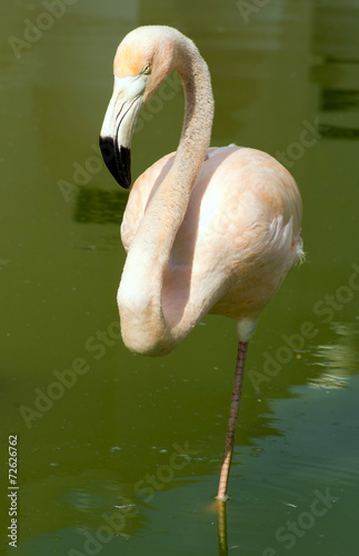 flamingos in the water