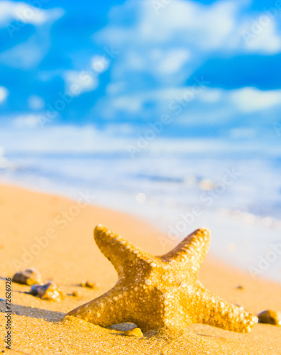 Fototapeta Naklejka Na Ścianę i Meble -  Sea Starlet Dropped from Heaven