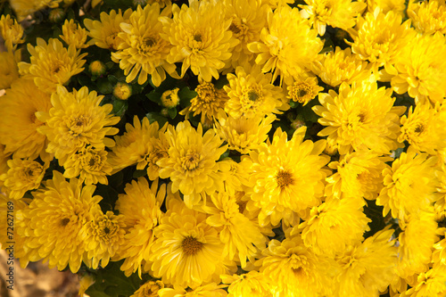 Fototapeta Naklejka Na Ścianę i Meble -  Mums Bouquet