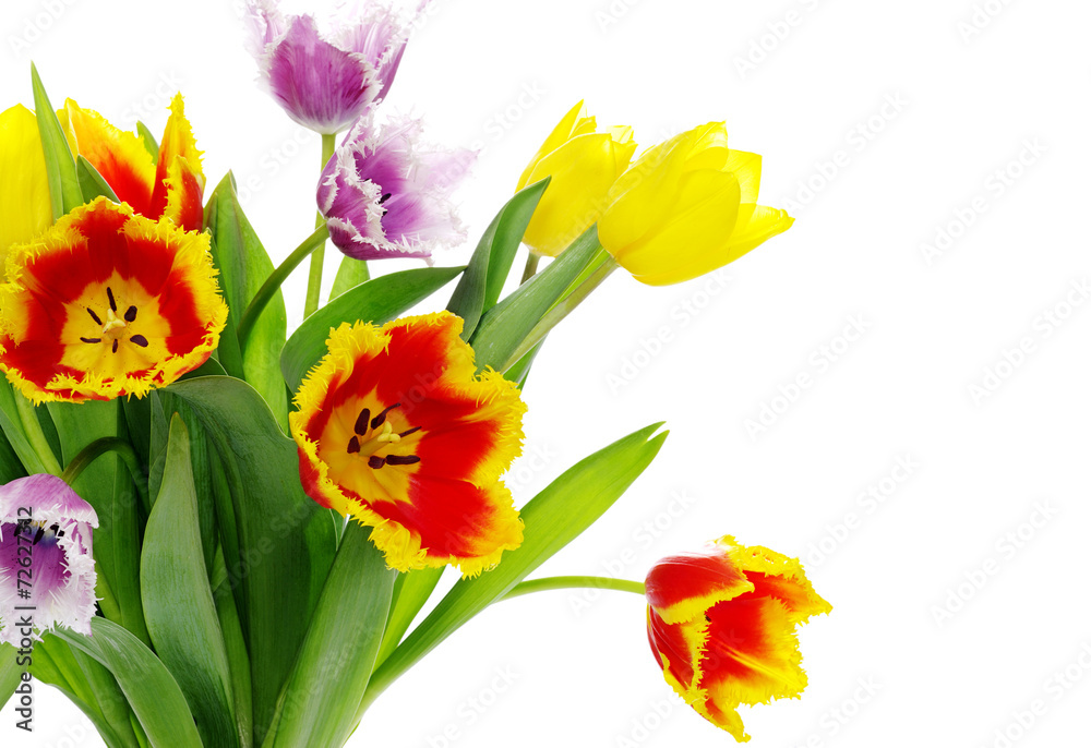 tulips