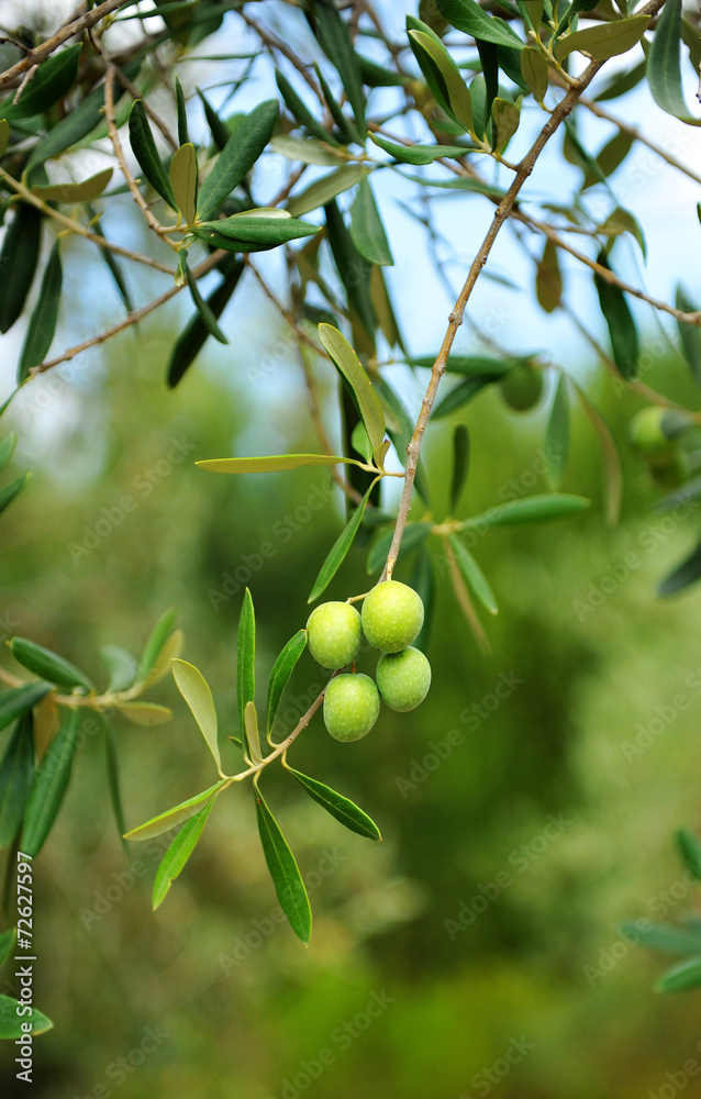 Aceitunas en el olivo