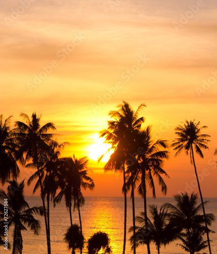 Palm Paradise Coconut Horizon © alma_sacra