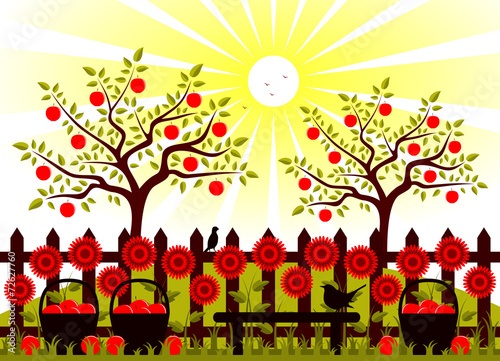 apple harvest