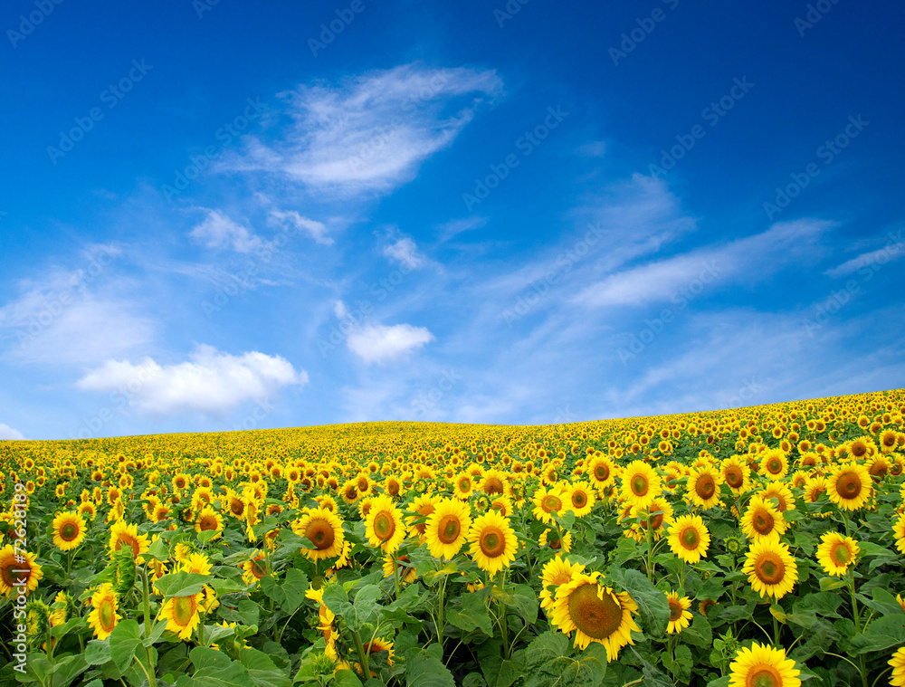 sunflower field sunflower field