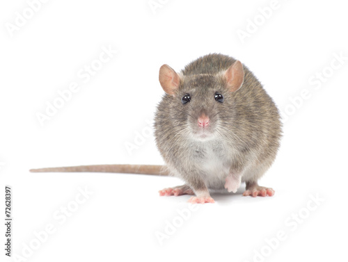 rat