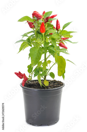 Fotografia capsicum annuum plant with small red peppers