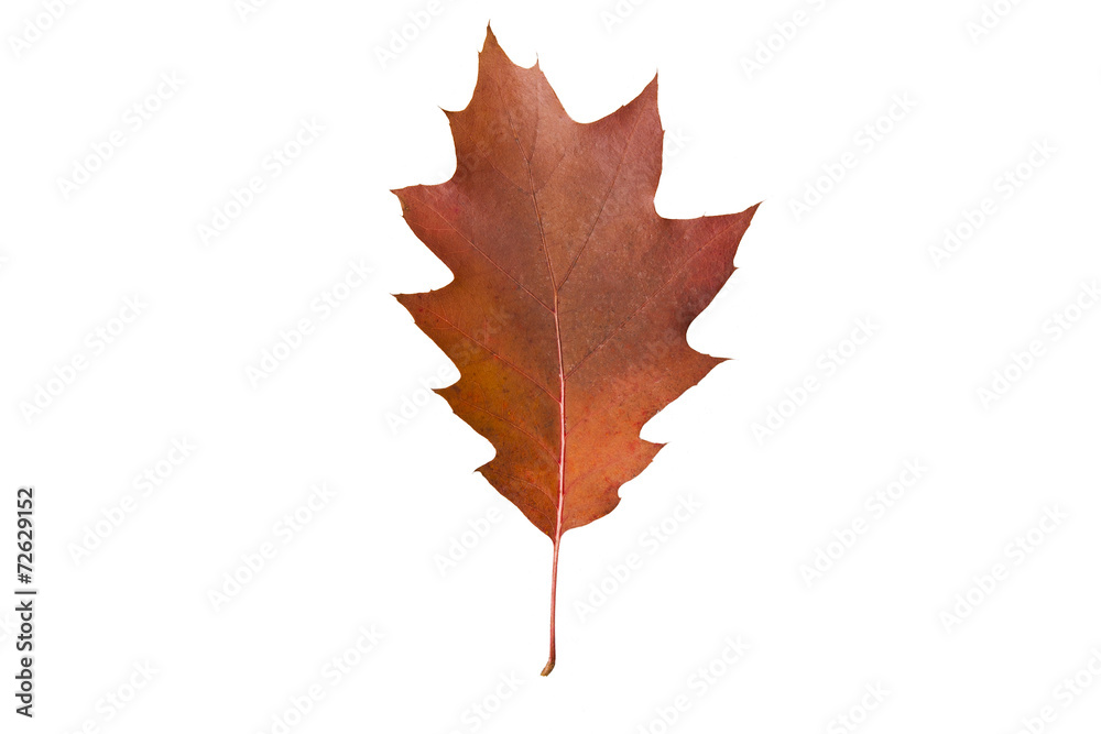 leaves leaves