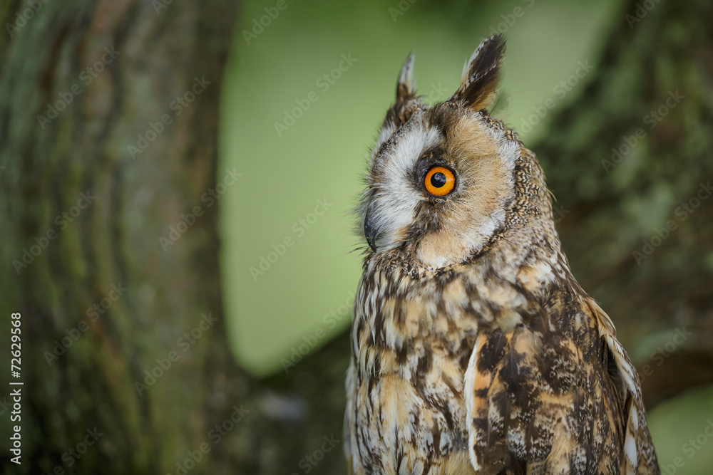 Long-eared owl close-up